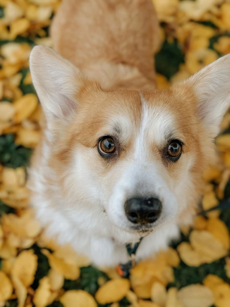 A Corgi looking up at the camera
                                    standing on a slightly blurred pile of yellow
                                    leaves.